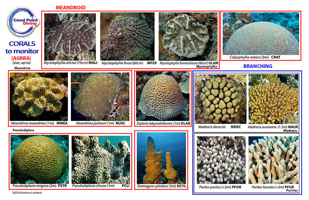 Image: Monitoring Chart Corals side B_bis.jpg
